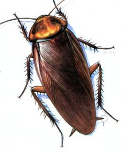Stop Cockroaches from entering your home