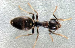 Prevent White Footed Ants Prevent White Footed Ants