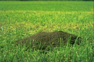 Prevent Fire Ants on your Property.