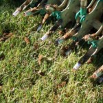 Tips on Aerating Your Lawn