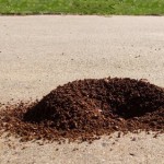 Keep Fire Ants off Your Property Keep Fire Ants off Your Property