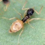 Preventing Ghost Ants with Massey Services