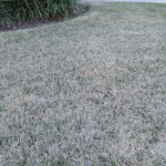 Protecting your lawn from freeze damage.