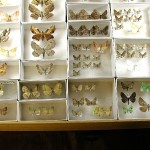 Geometrid Moth Collection at Florida's Museum of Natural History.
