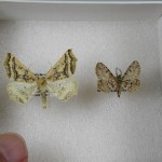New Geometrid Moths on Display at Florida's Museum of Natural History.