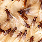 Formosan Termites