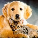 cat and dog
