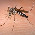 mosquito01