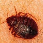 Bed Bug