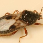 Chinch Bug Image