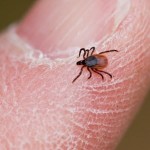 DeerTickFemale800