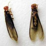 Drywood Termite Reproductive