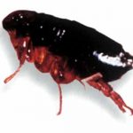 16flea_enl