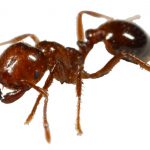 fireant
