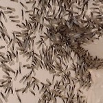 Identify Signs of Termites and Protect Your Home