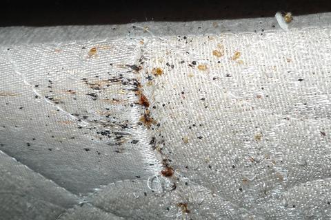 Bed Bug Solution Archives | Massey Services, Inc.Massey Services, Inc.