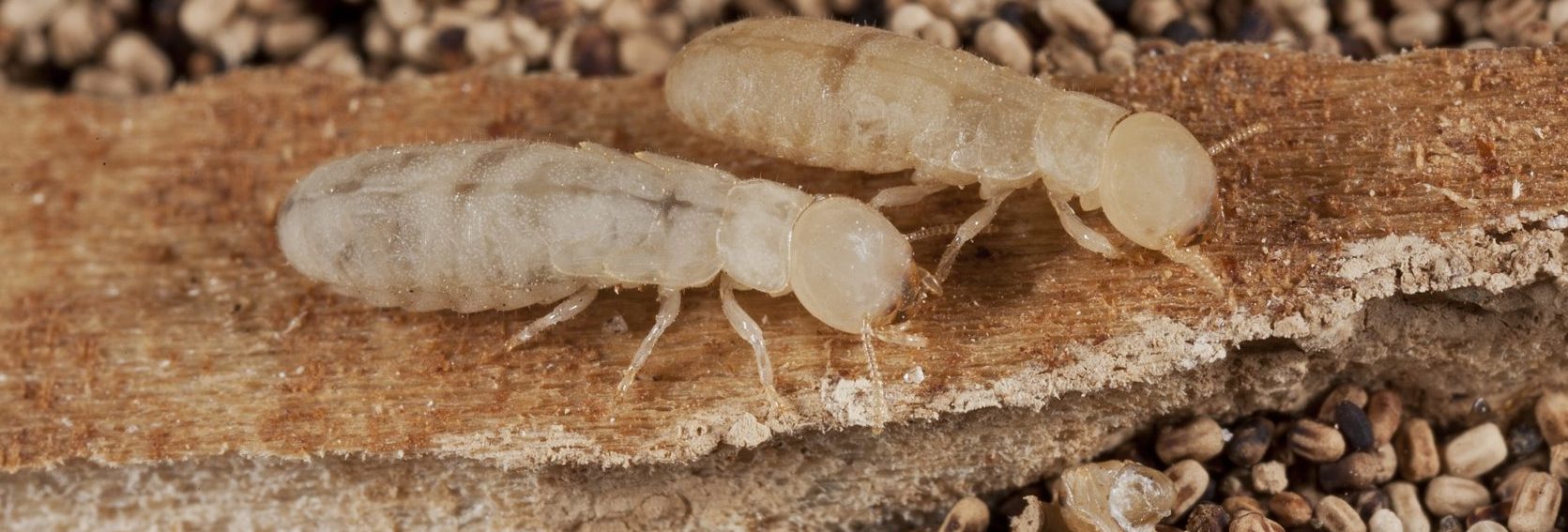 what to do when you see a termite swarm