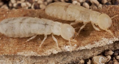 what to do when you see a termite swarm