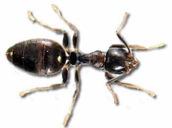 White Footed Ant