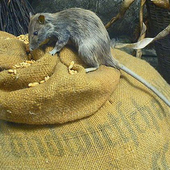 By H. Zell - cropped version of File:Rattus rattus 01.JPG, CC BY 3.0, https://commons.wikimedia.org/w/index.php?curid=17536767