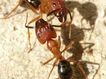 Florida Carpenter Ant - Massey Services