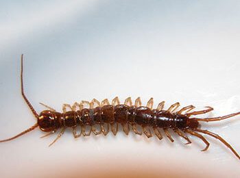 Centipede - Massey Services