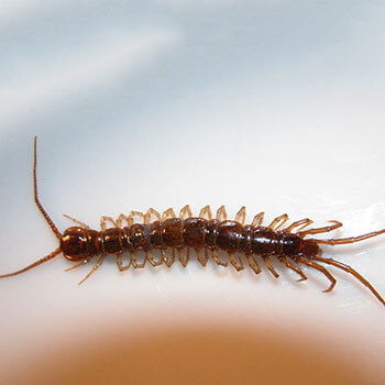 Centipede - Massey Services