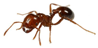 Red Imported Fire Ant - Massey Services