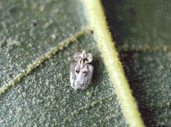 Lace Bugs - Massey Services