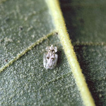 Lace Bugs - Massey Services