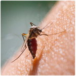 mosquito-abatement