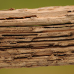Picture 030 - Pest Folder - Warning Signs Damaged Wood