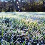 Frozen Grass for Web Image