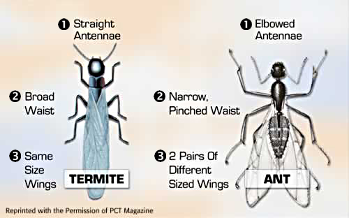 Ant-and-Termite