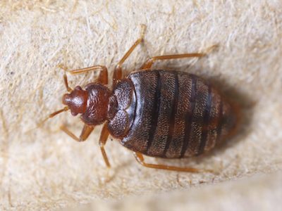 Bed Bug - Massey Services