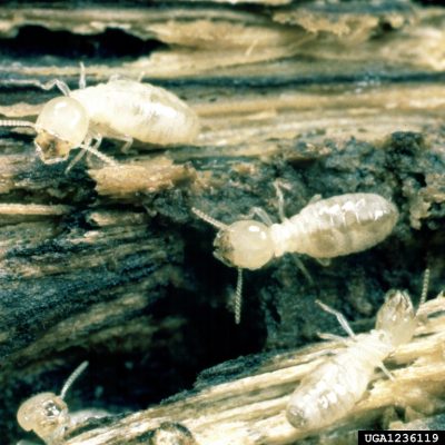 what to do when termites swarm