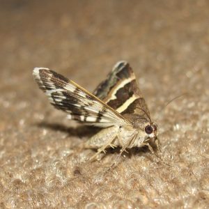 clothes moths