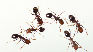 tropical fire ants