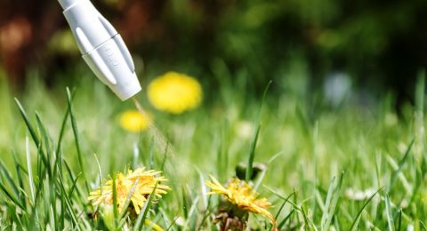 The Most Common Lawn Weeds