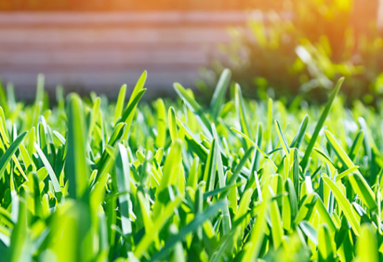 Professional Orlando Lawn Care And Landscape Services