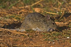 Rodents and Hantavirus Pulmonary Syndrome