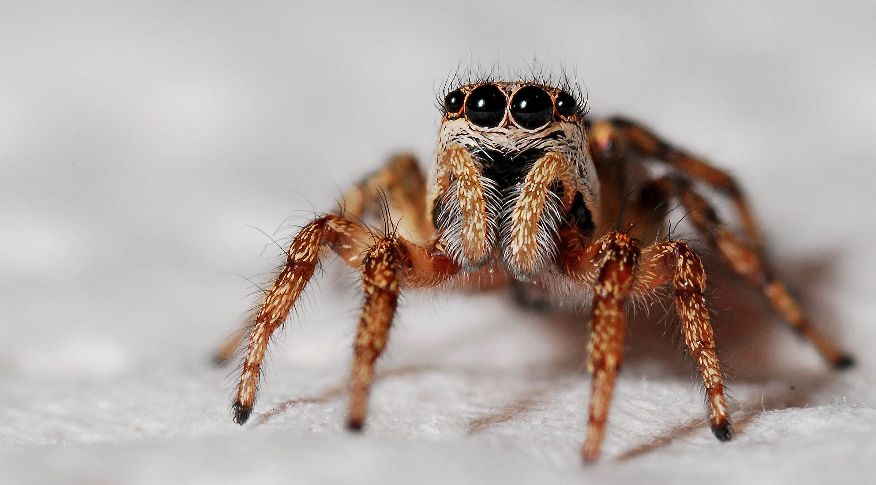 Good Vs Bad Spiders Free Inspection Massey Services Inc 