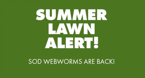sod webworm