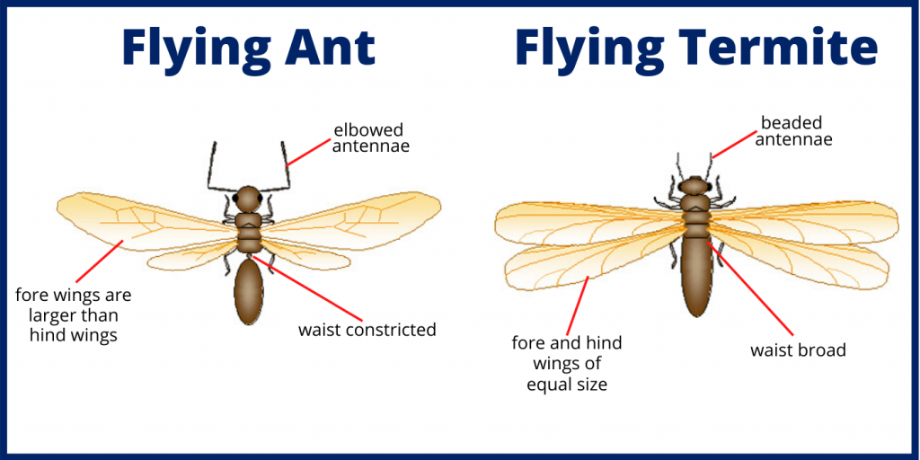 On the left is a flying ant and on the right is a flying termite. Flying ants have elbowed antennae and a constricted waist. While flying termites have a broad waste and beaded antennae. Flying ants vs termites