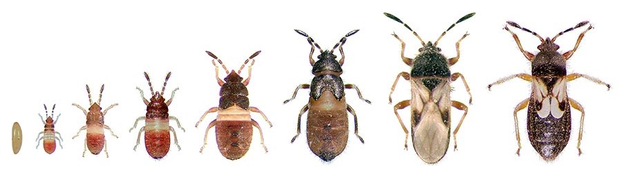 The stages of chinch bugs from larvae to adult. These lawn bugs have eight stages of life.