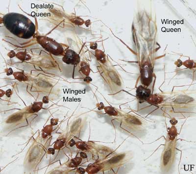 Are Carpenter Ants Dangerous? 