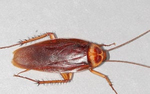 Palmetto Bugs vs. Cockroaches - Massey Services, Inc.