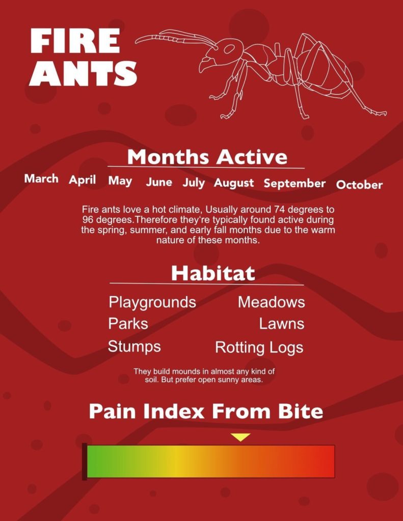 Ant fire FireAnt