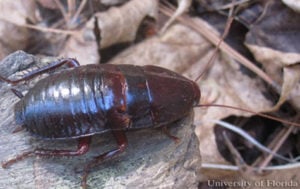 Palmetto Bugs vs. Cockroaches - Massey Services, Inc.