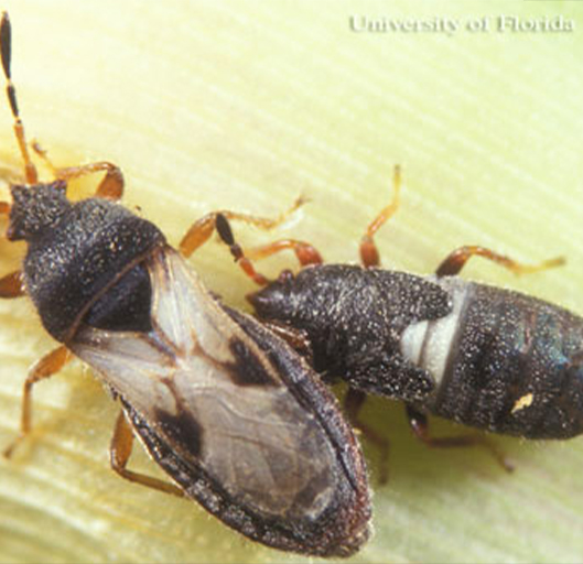 Zoomed in image of Lawn Insects